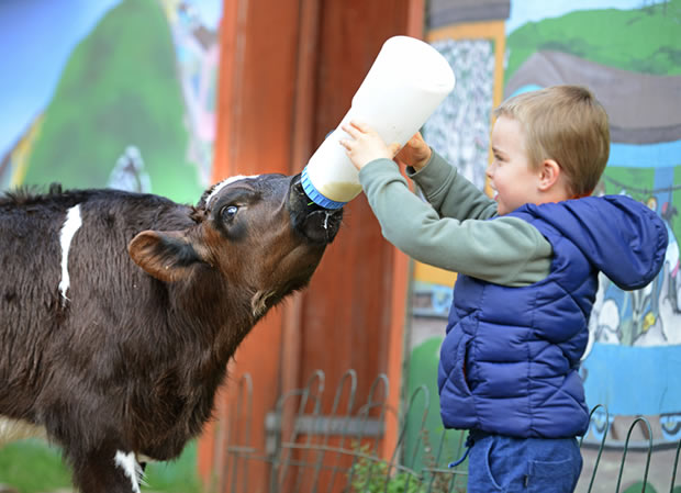 Myuna Farm - image copyright Myuna Farm - child feeding calf using milk bottle